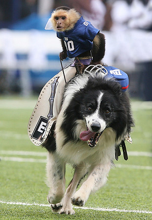 Ghost Riders, three pairs of monkeys riding border collies.